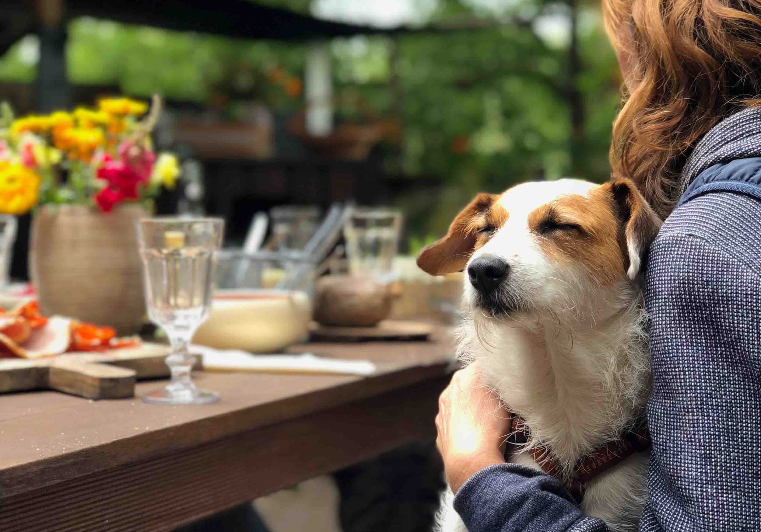 Dog friendly. Фидо собака Италия. Dog in Restaurant. Perth Dogs.